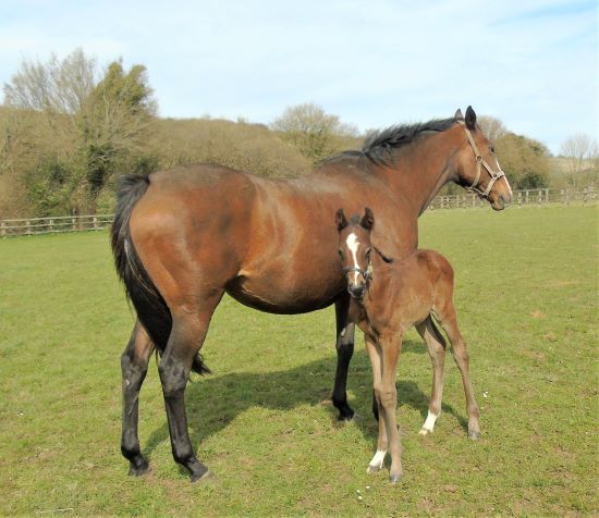 2022 colt by Ribchester